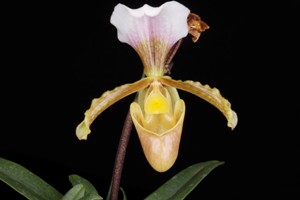 Paphiopedilum barbigerum var. vejvarutianum Huntington's Pleasure CHM 81 pts. - flower